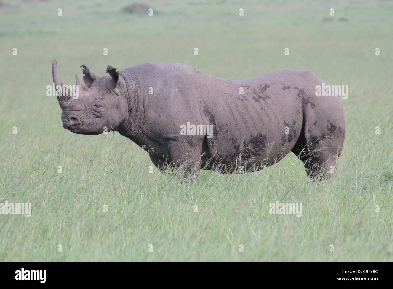 black rhino in the Masai Mara Stock Photo