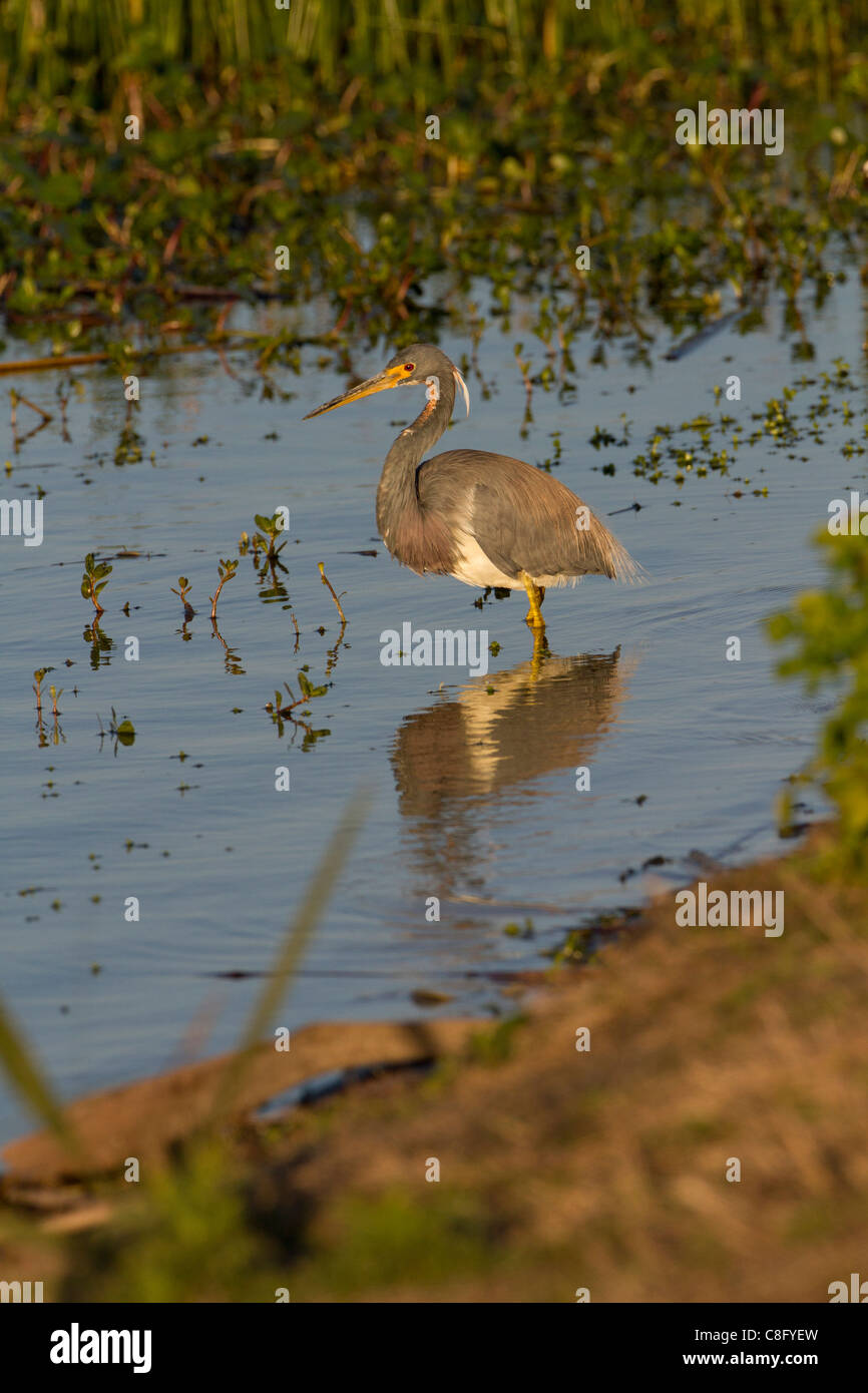 Tricolored Heron (Egretta tricolor) Stock Photo