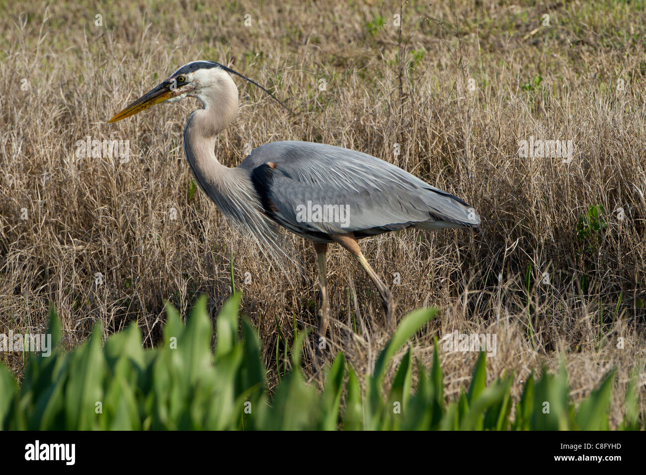 Great Blue Heron (Ardea herodias) Stock Photo