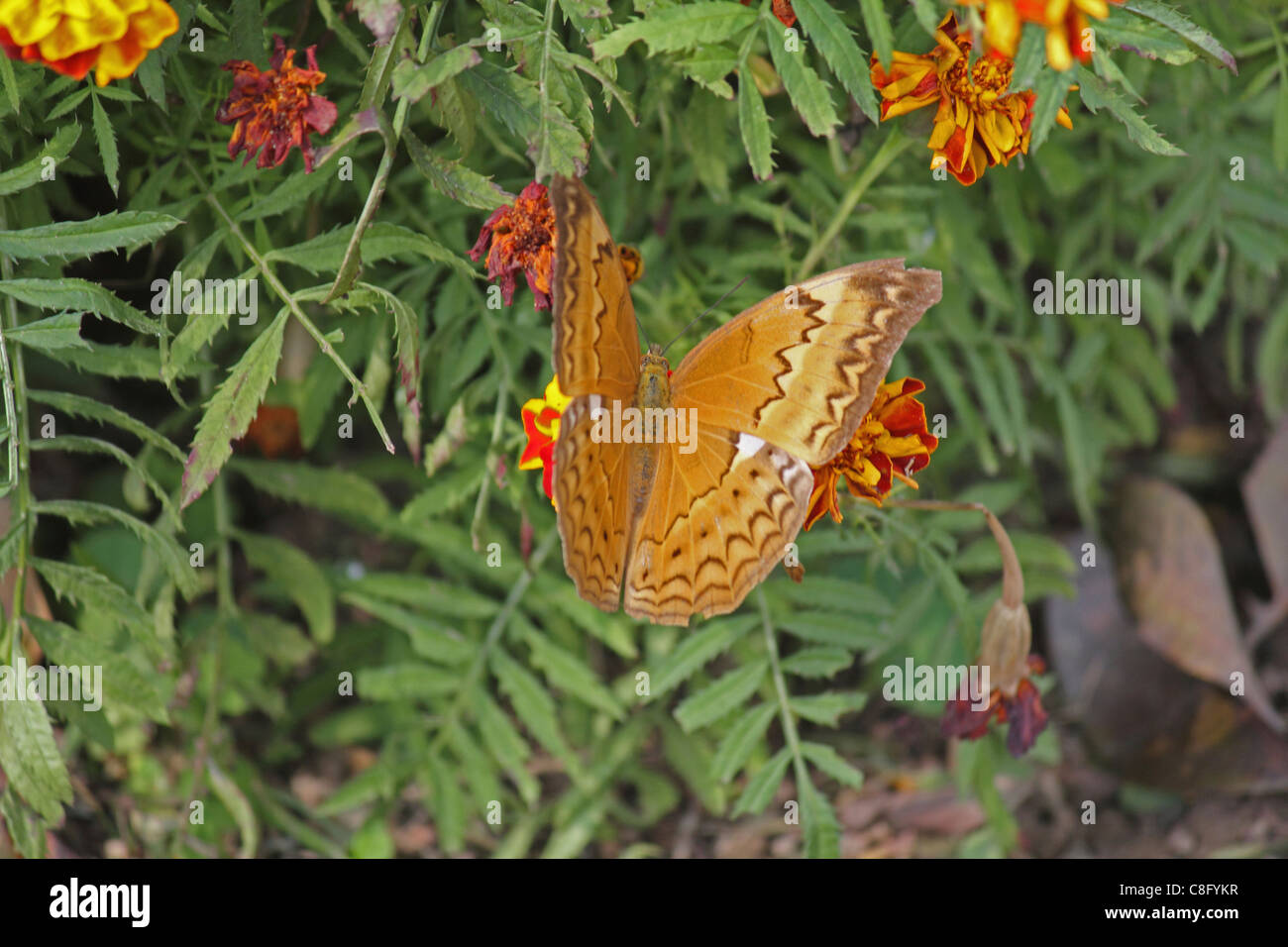 Cirrochroa thais, Tamil Yeoman, Insect, Butterfly, India Stock Photo