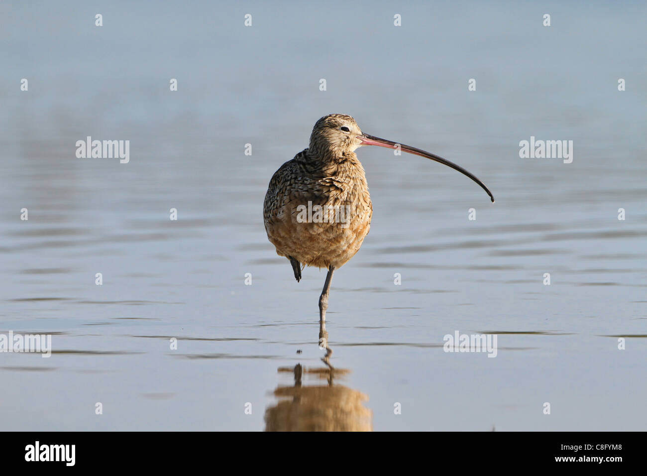 Long billed Curlew (Numenius americanus) Stock Photo