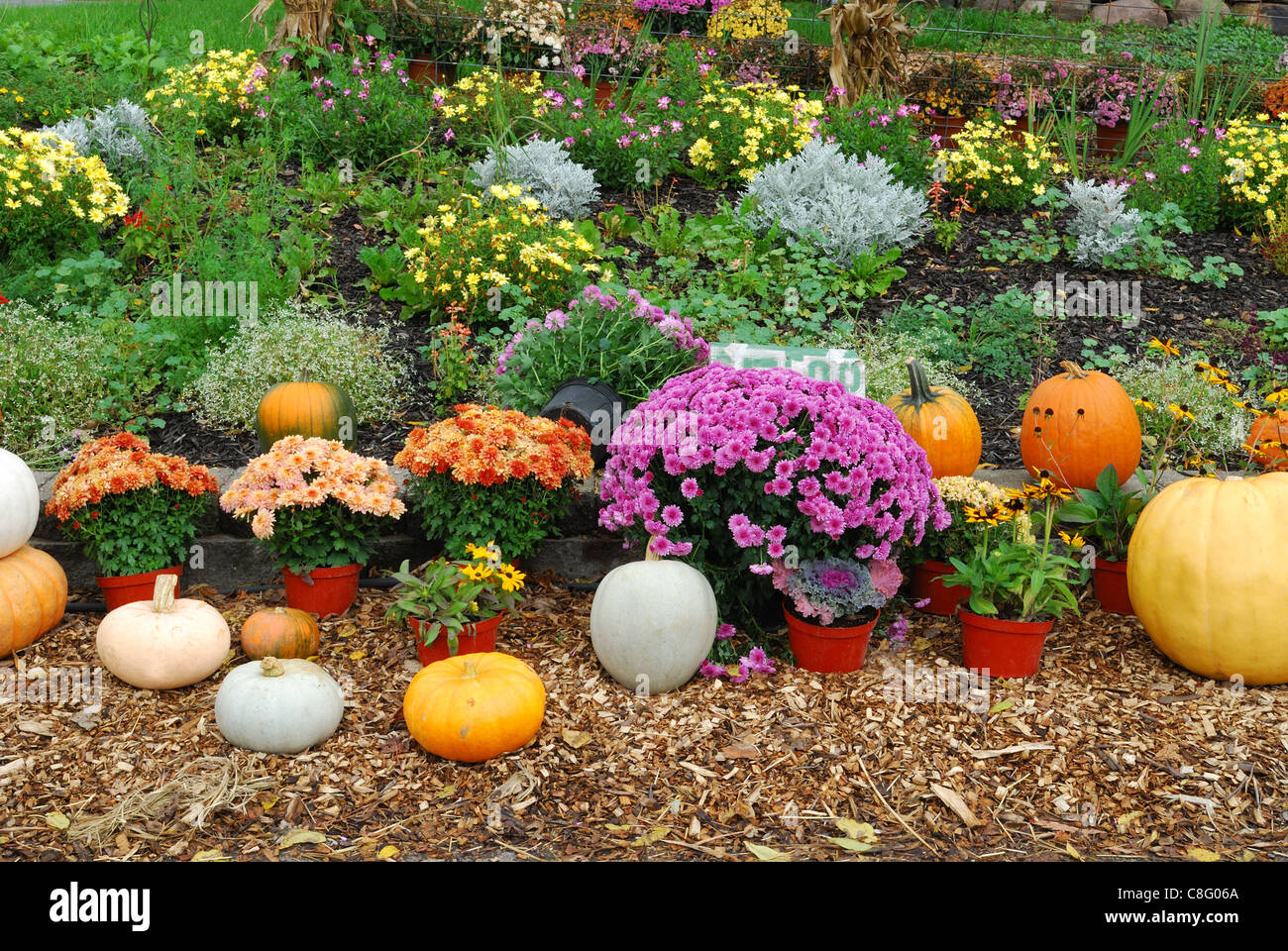 Farm garden showing Mums and pumpkins at roadside Stock Photo - Alamy