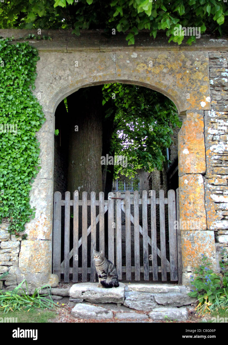 Cat at the gate Stock Photo