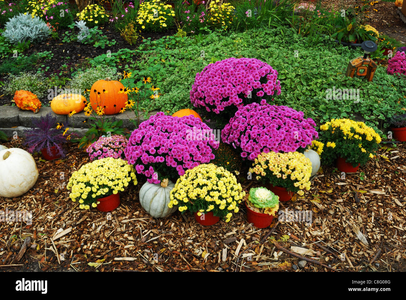 Farm garden showing Mums and pumpkins at roadside Stock Photo - Alamy