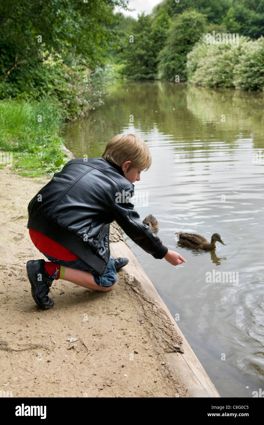 8 year old Caucasian boy feeding mallard ducks at Barrs Court Moat Pond, near Longwell Green in Bristol, UK Stock Photo