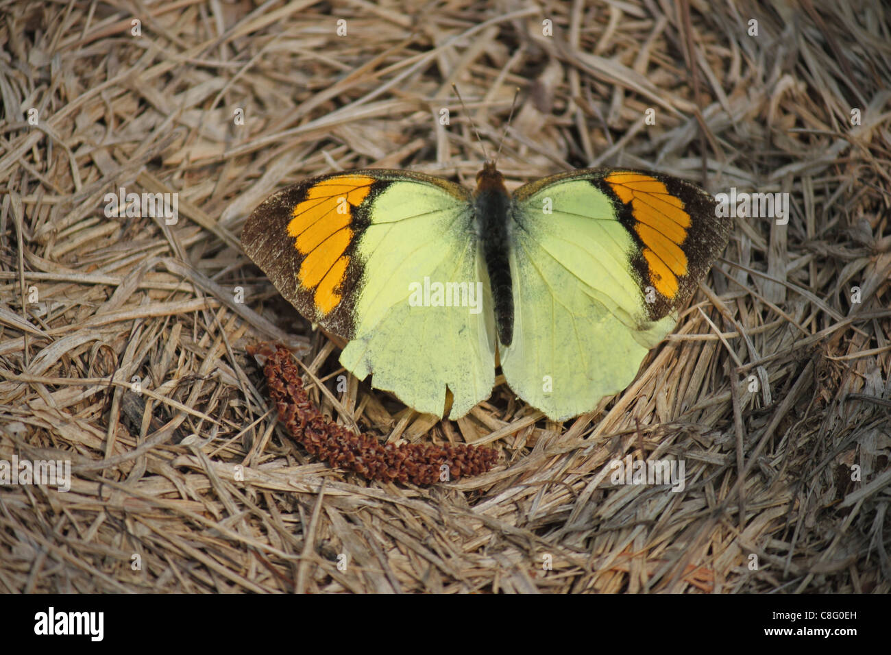 Insect, Butterfly, Yellow orenge Tip, Ixias Pyrene, India Stock Photo