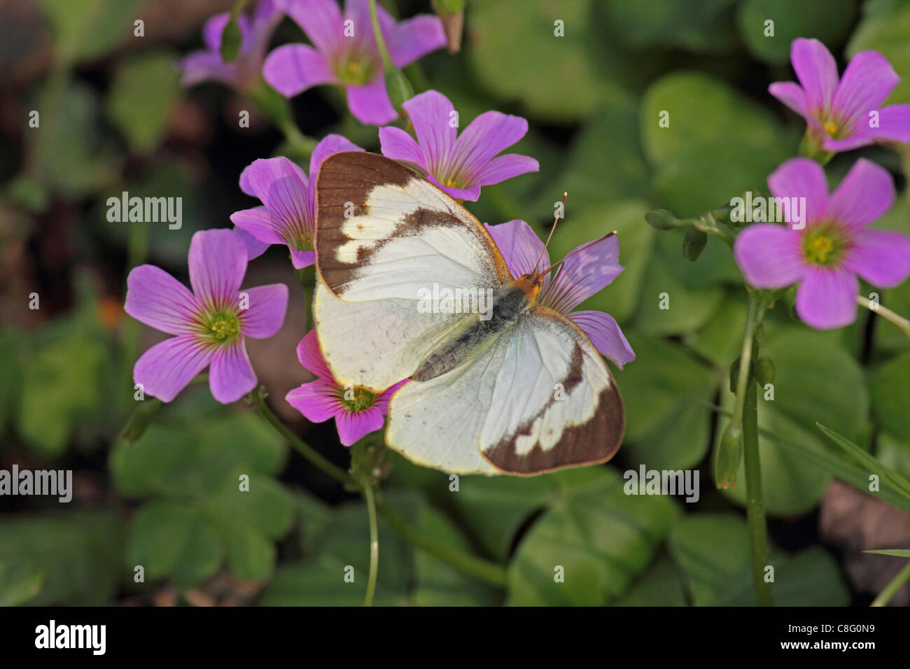 Insect, Butterfly, Yellow orenge Tip, Ixias Pyrene, India Stock Photo