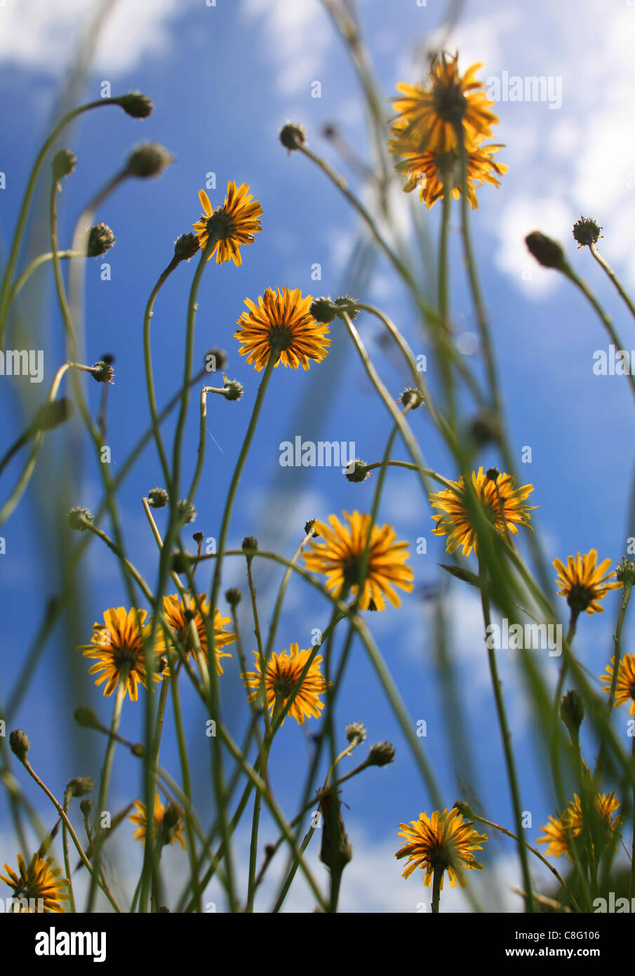 Tall flowers hi-res stock photography and images - Alamy