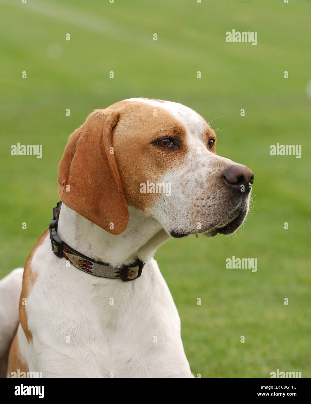 English Pointer dog puppy portrait in garden Stock Photo