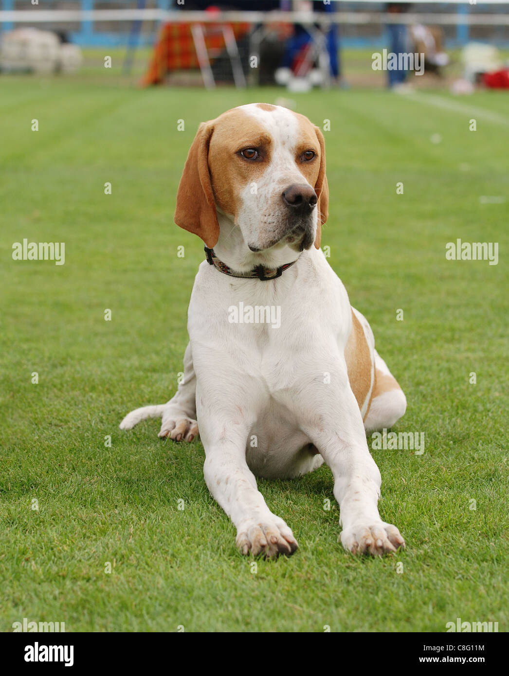 English Pointer dog portrait in garden Stock Photo