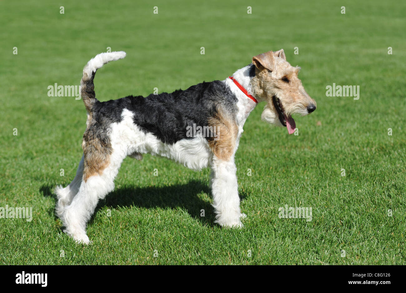 Fat store fox terrier