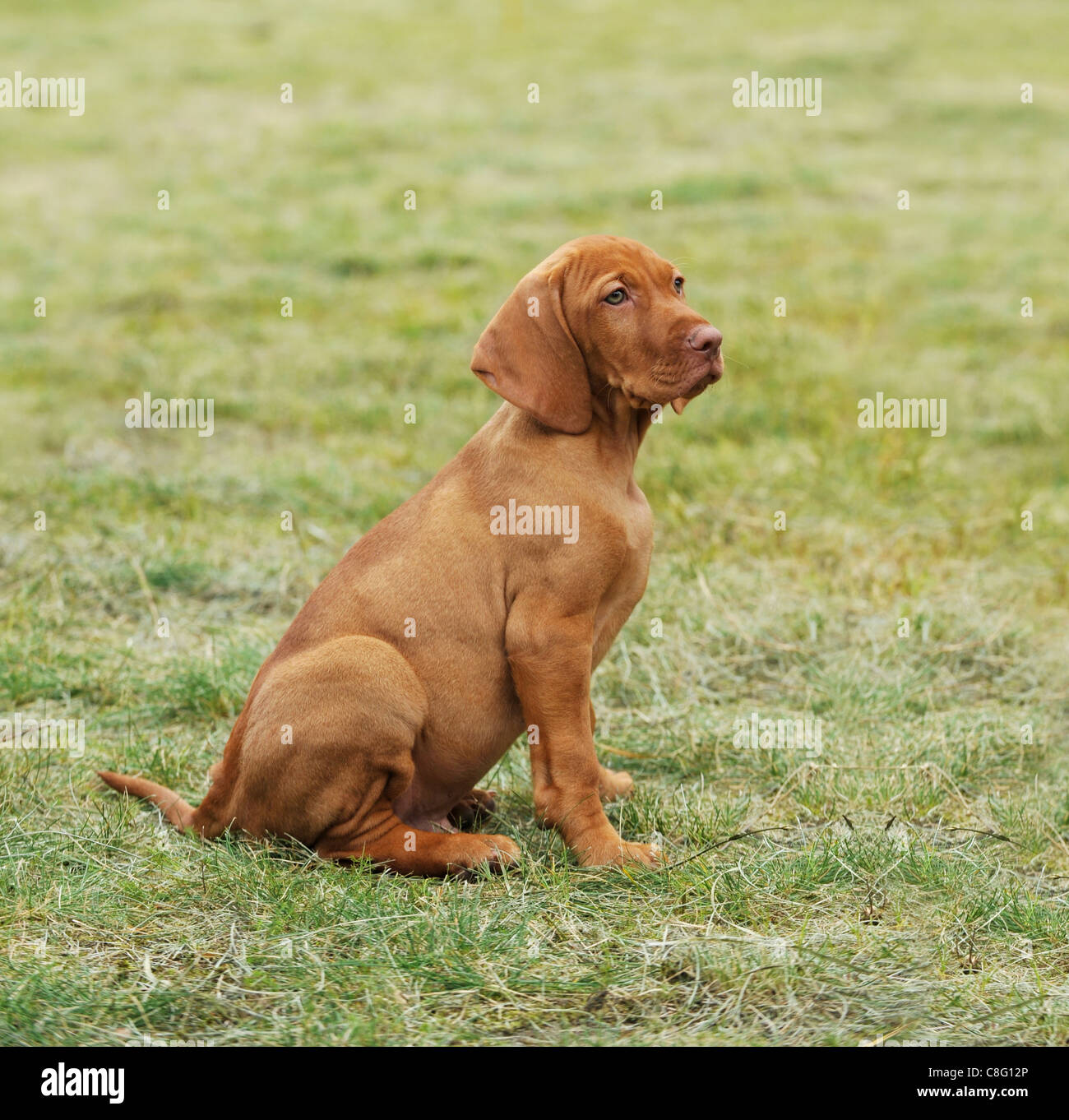 Austrian vizsla puppy sales