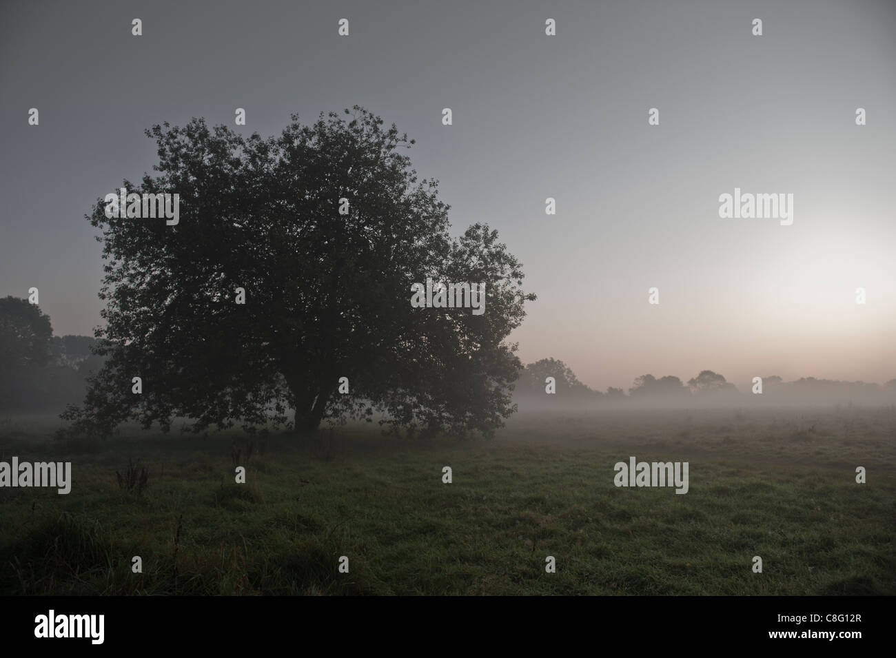 Tree in morning mist Stock Photo - Alamy