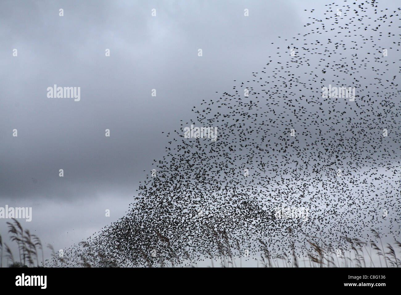 A Murmuration of Starlings, thousands upon thousands of birds flock