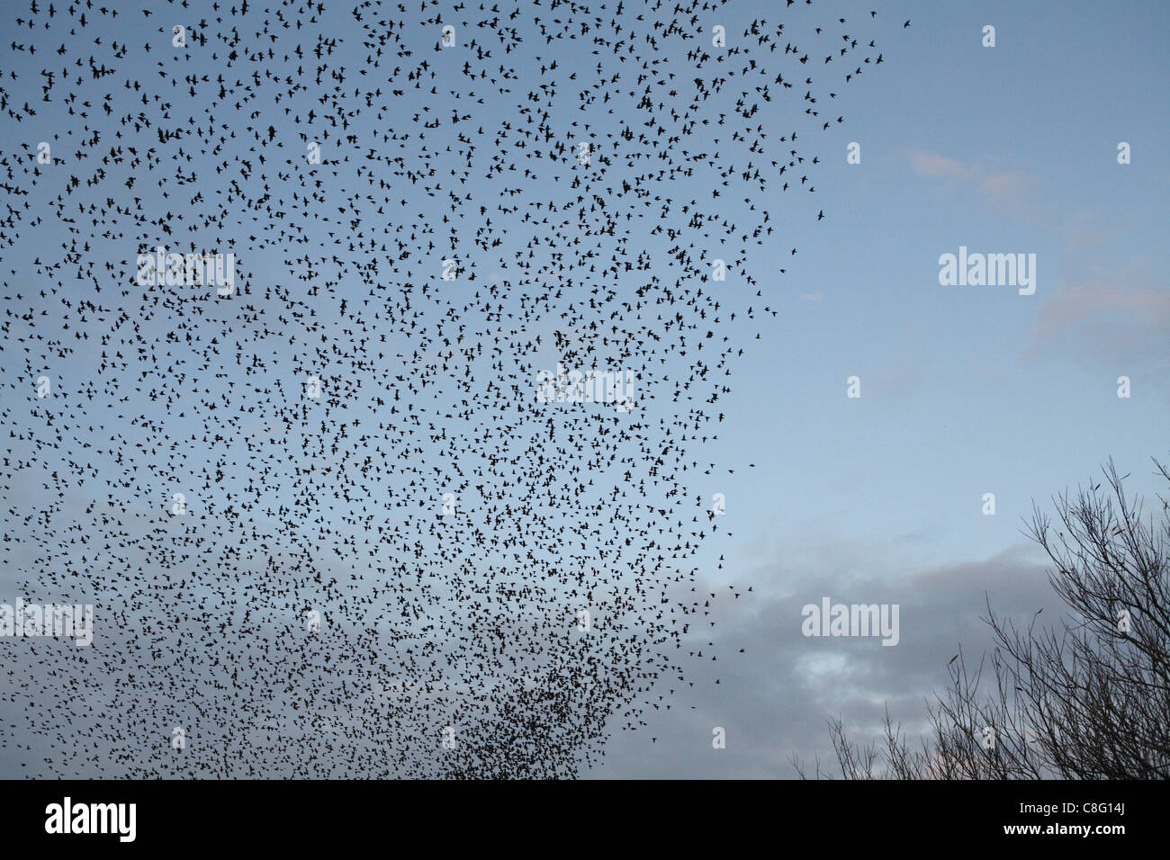 A Murmuration of Starlings, thousands upon thousands of birds flock