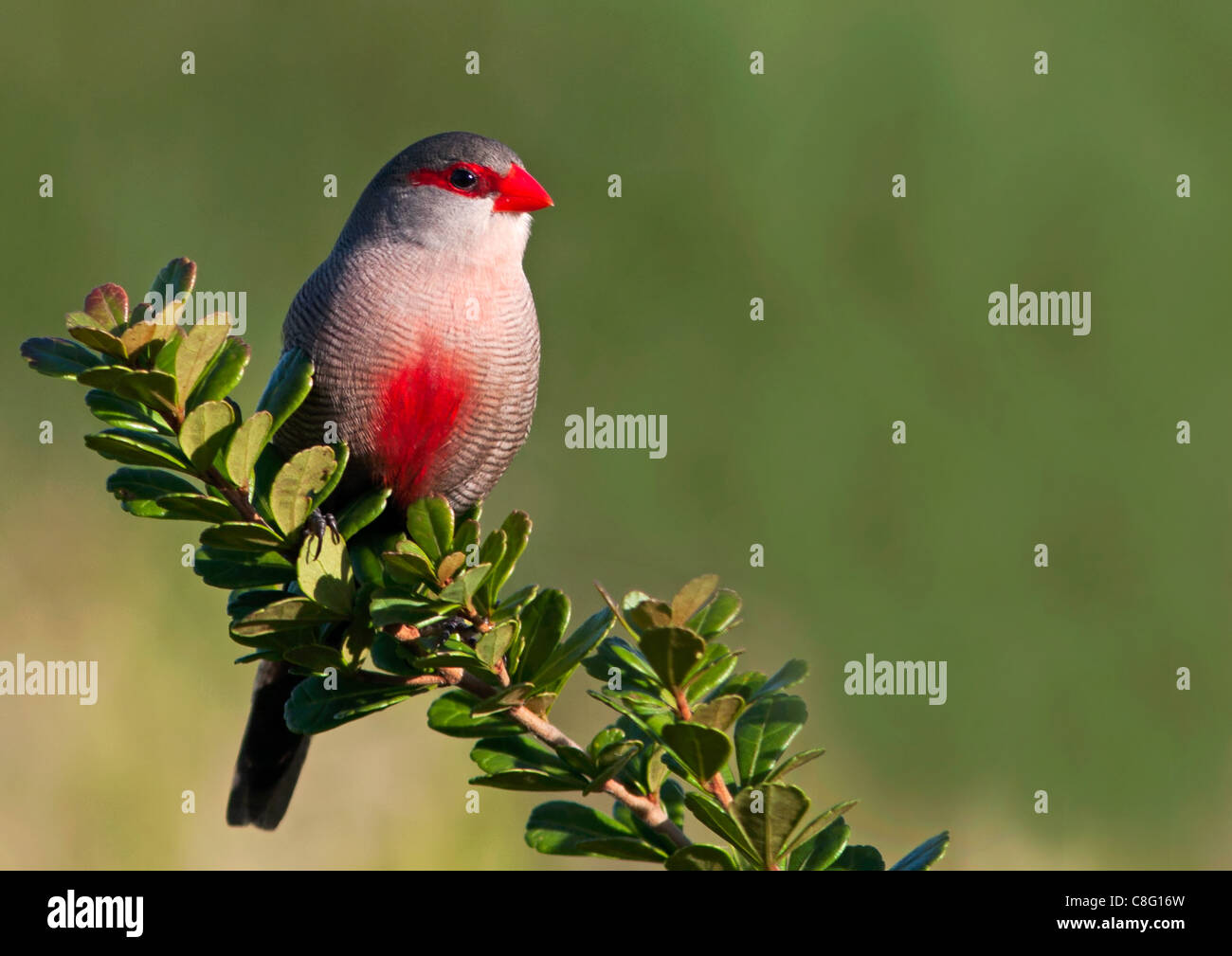 Bird Common Waxbill Stock Photo