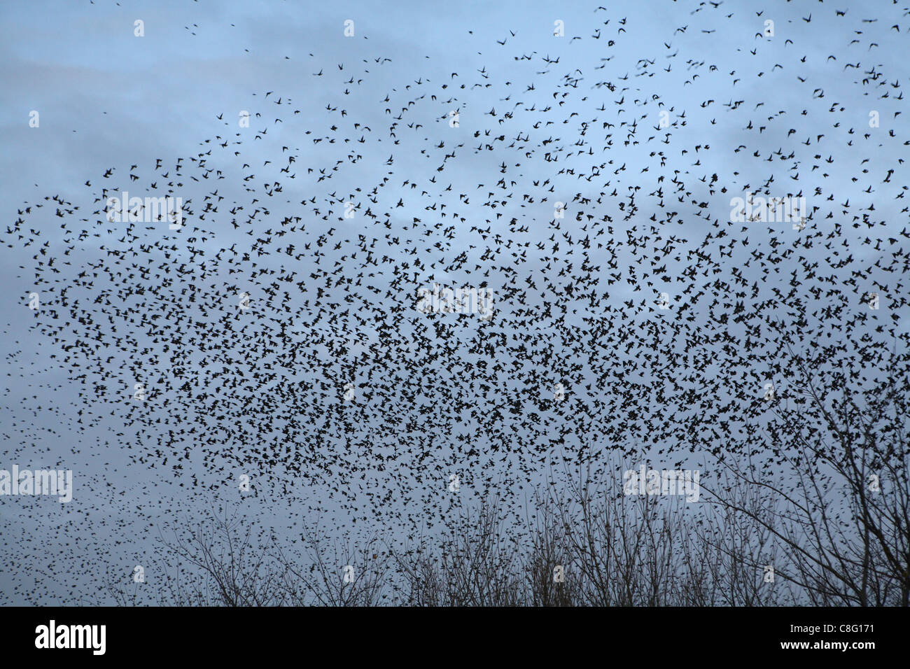 A Murmuration of Starlings, thousands upon thousands of birds flock