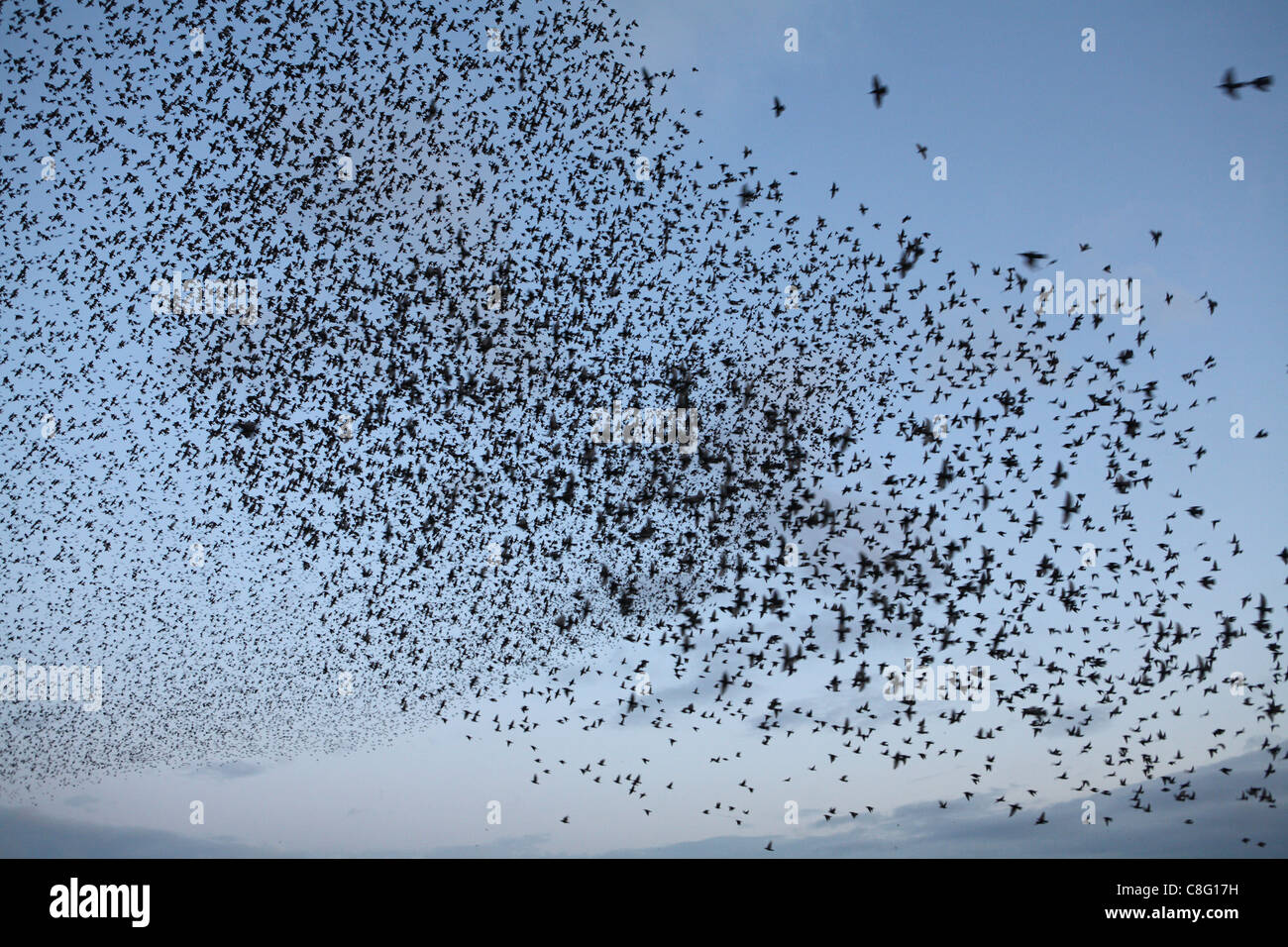 A Murmuration of Starlings, thousands upon thousands of birds flock