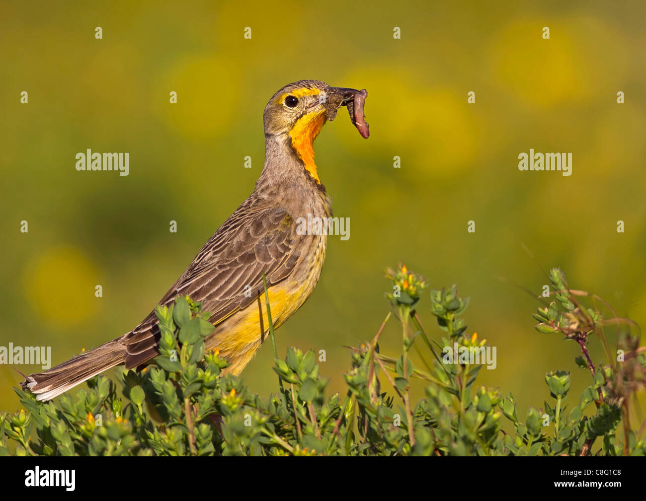 Cape Longclaw taking food to the nest. Taken in St Francis Bay, South Africa Stock Photo