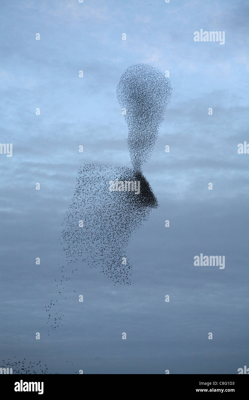 A Murmuration of Starlings, thousands upon thousands of birds flock