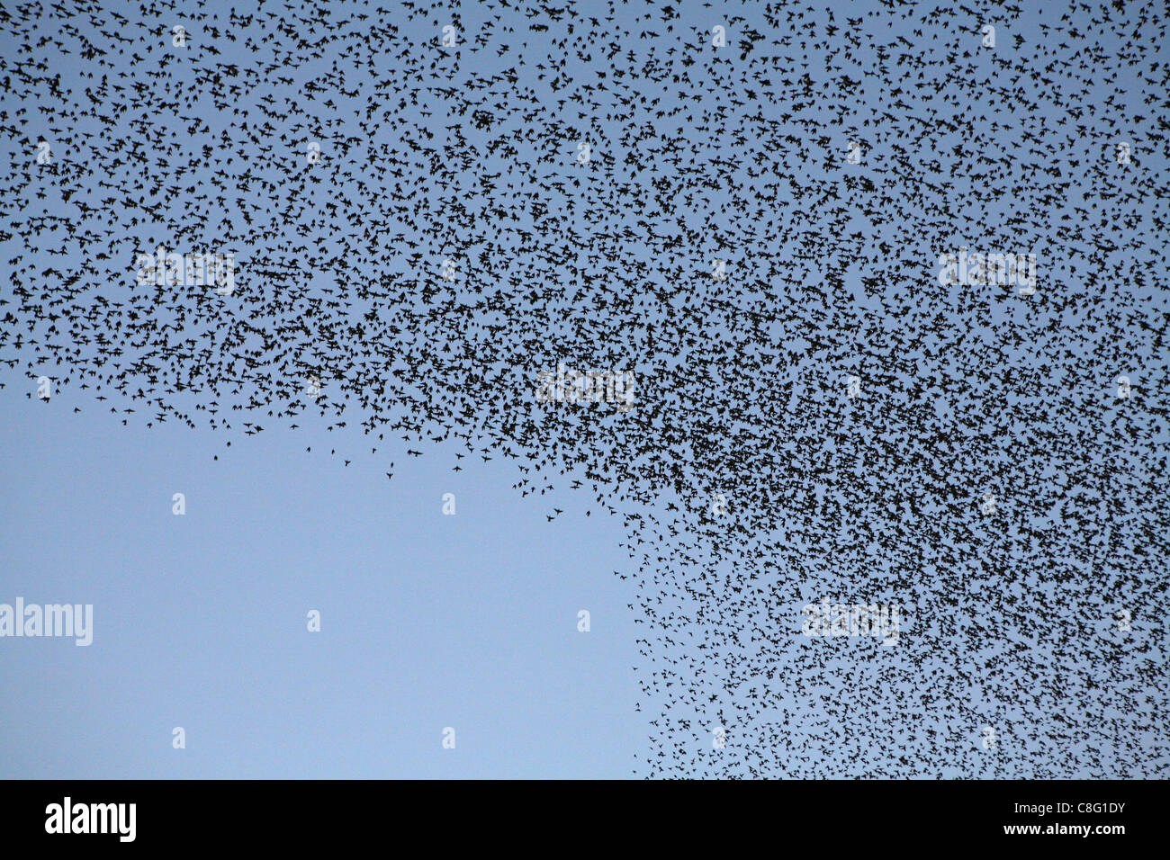 A Murmuration of Starlings, thousands upon thousands of birds flock