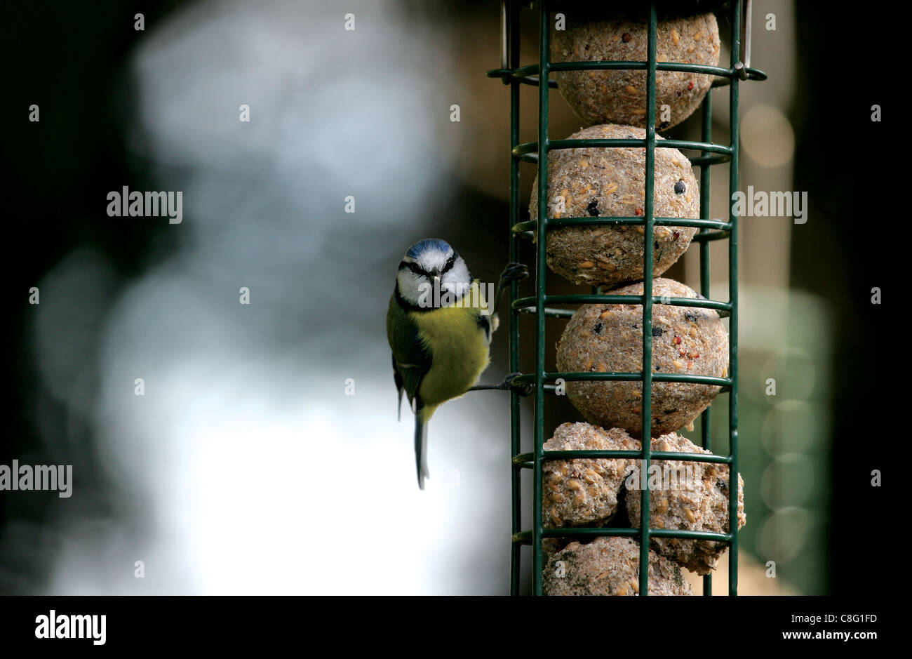 Blue Tit (Cyanistes caeruleus) perched on a fat-ball feeder  in an English garden Stock Photo