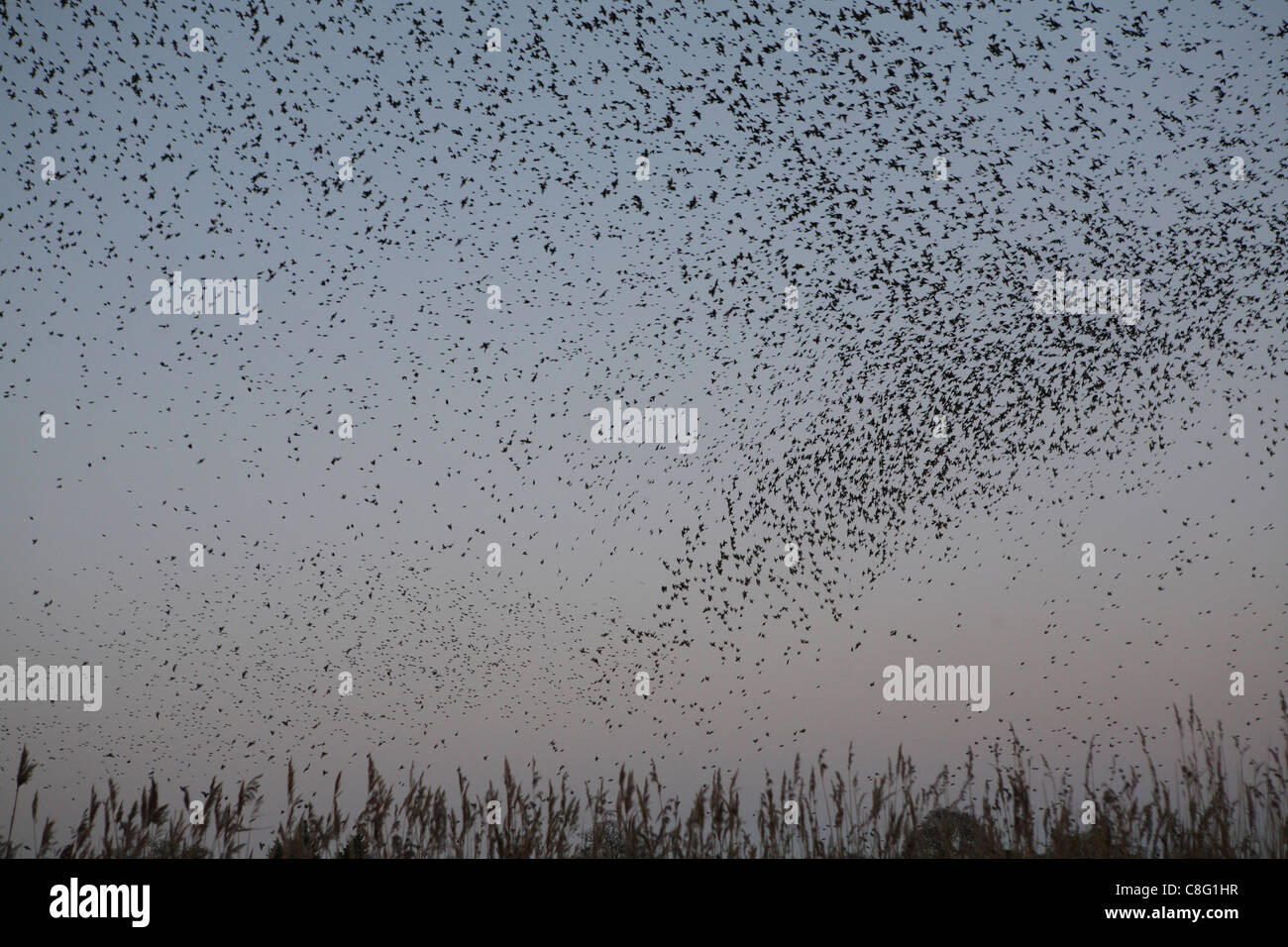 A Murmuration of Starlings, thousands upon thousands of birds flock
