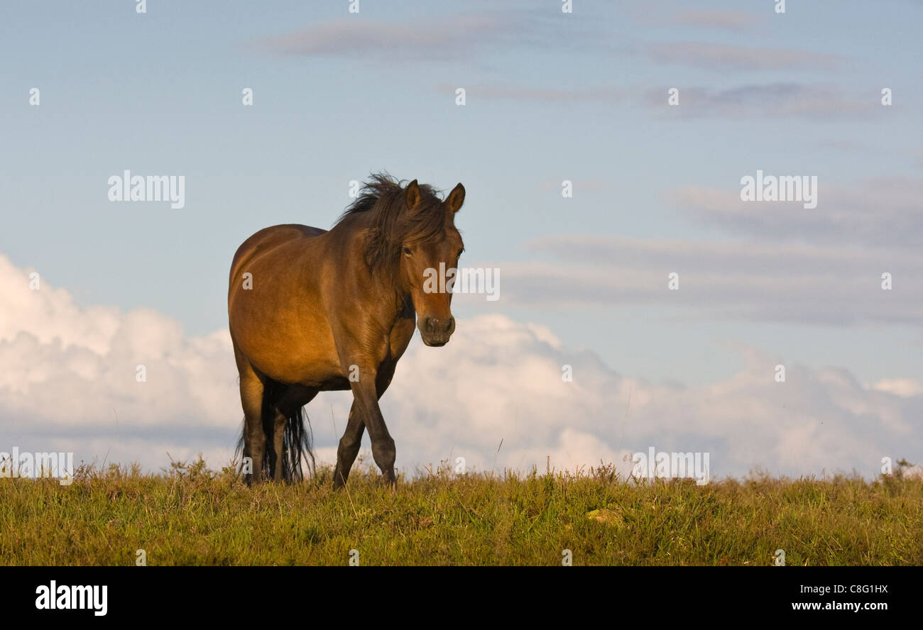A New Forest pony grazing in sunny, windy conditions with its mane flying in the breeze. Large cumulus clouds drifting behind. Stock Photo