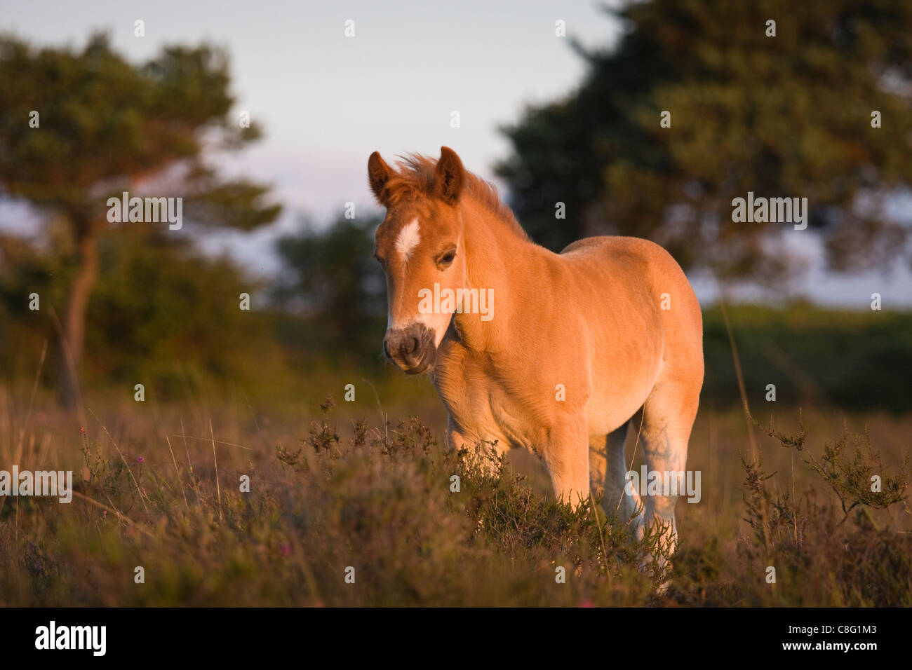 A New Forest pony foal standing alert in the late afternoon sunshine amongst the heather. The ears are pointed forward. Stock Photo
