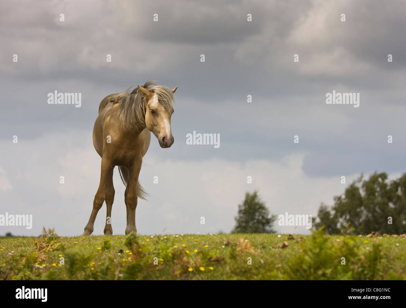 A lone pony stands in the sunshine on the horizon. Clouds build ominously in the background. Stock Photo