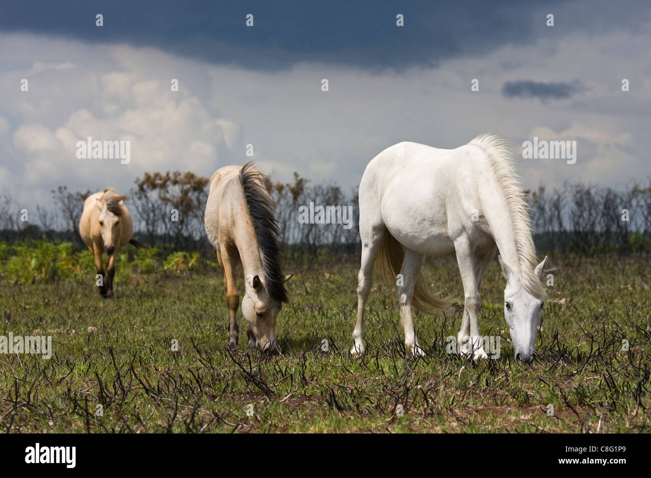 Three ponies grazing on the plains of the New Forest National Park. Dark clouds suggest an approaching storm. Stock Photo