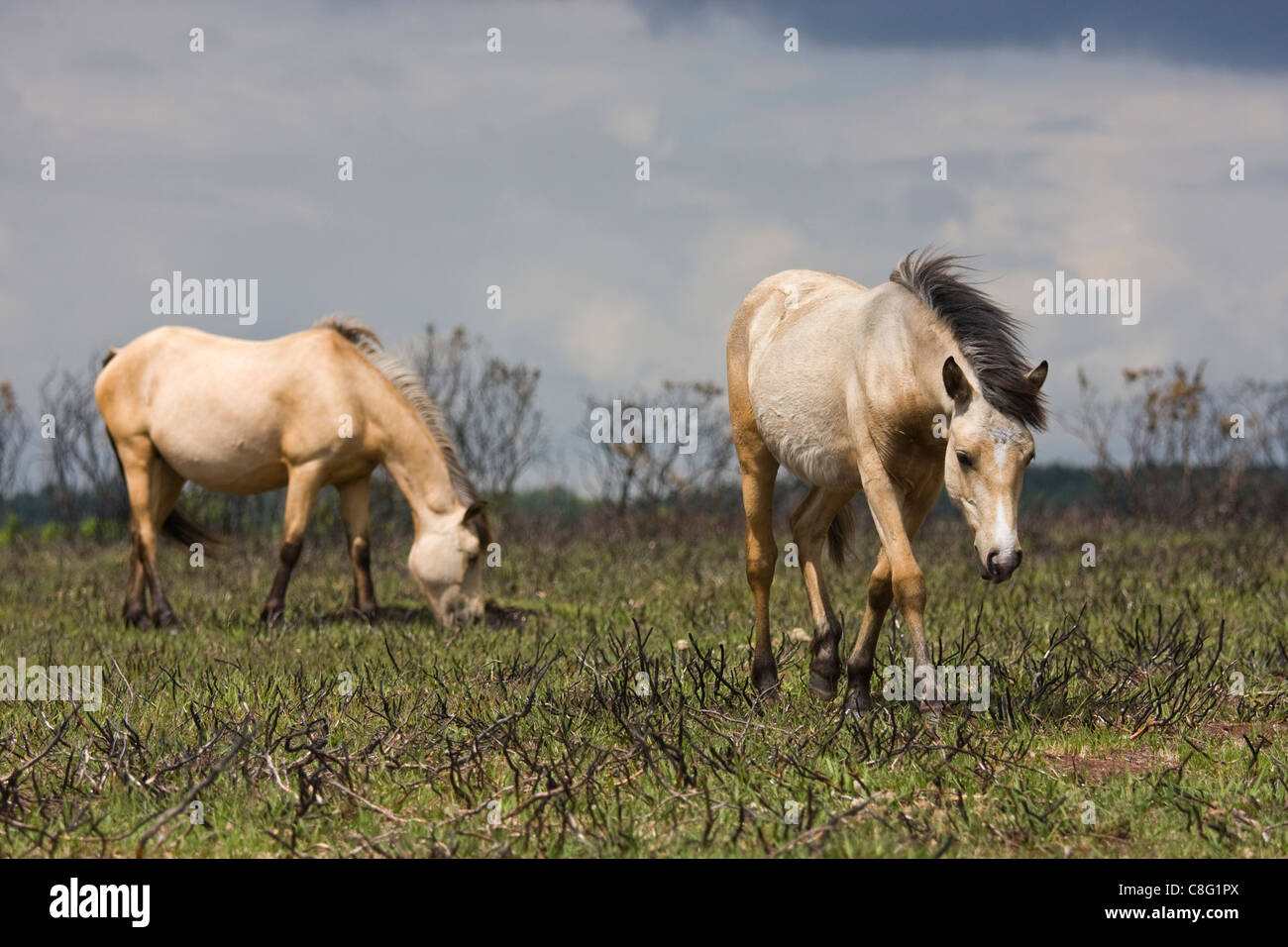 Two New Forest ponies grazing on the New Forest. The area has had controlled burning to promote new growth. Stock Photo