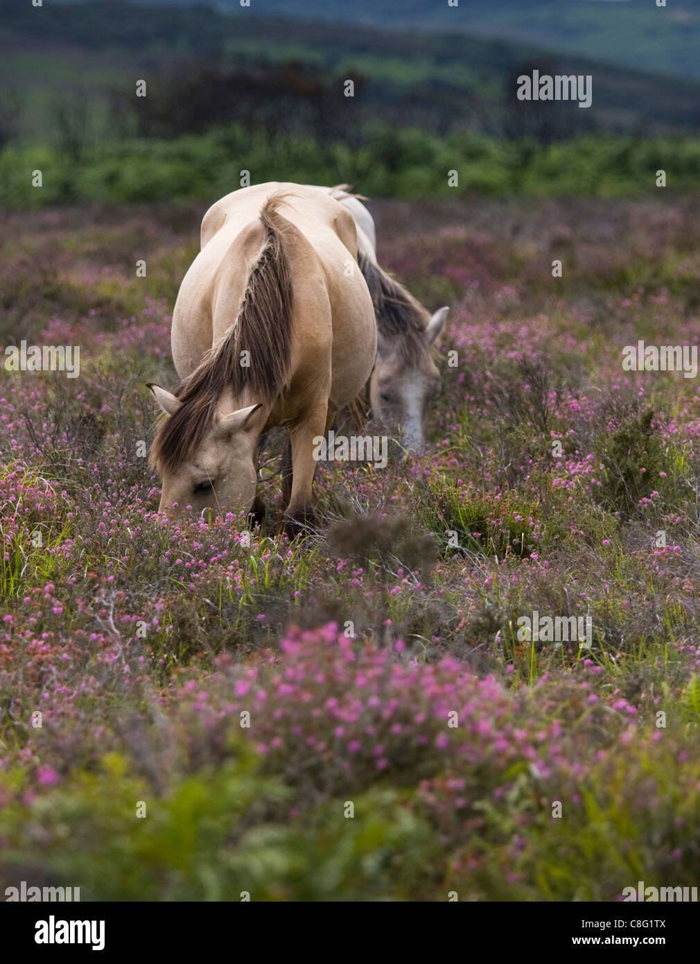 Two New Forest ponies walking through the flowering heather on a sunny, windy day. A horizontal tree line forms the background. Stock Photo