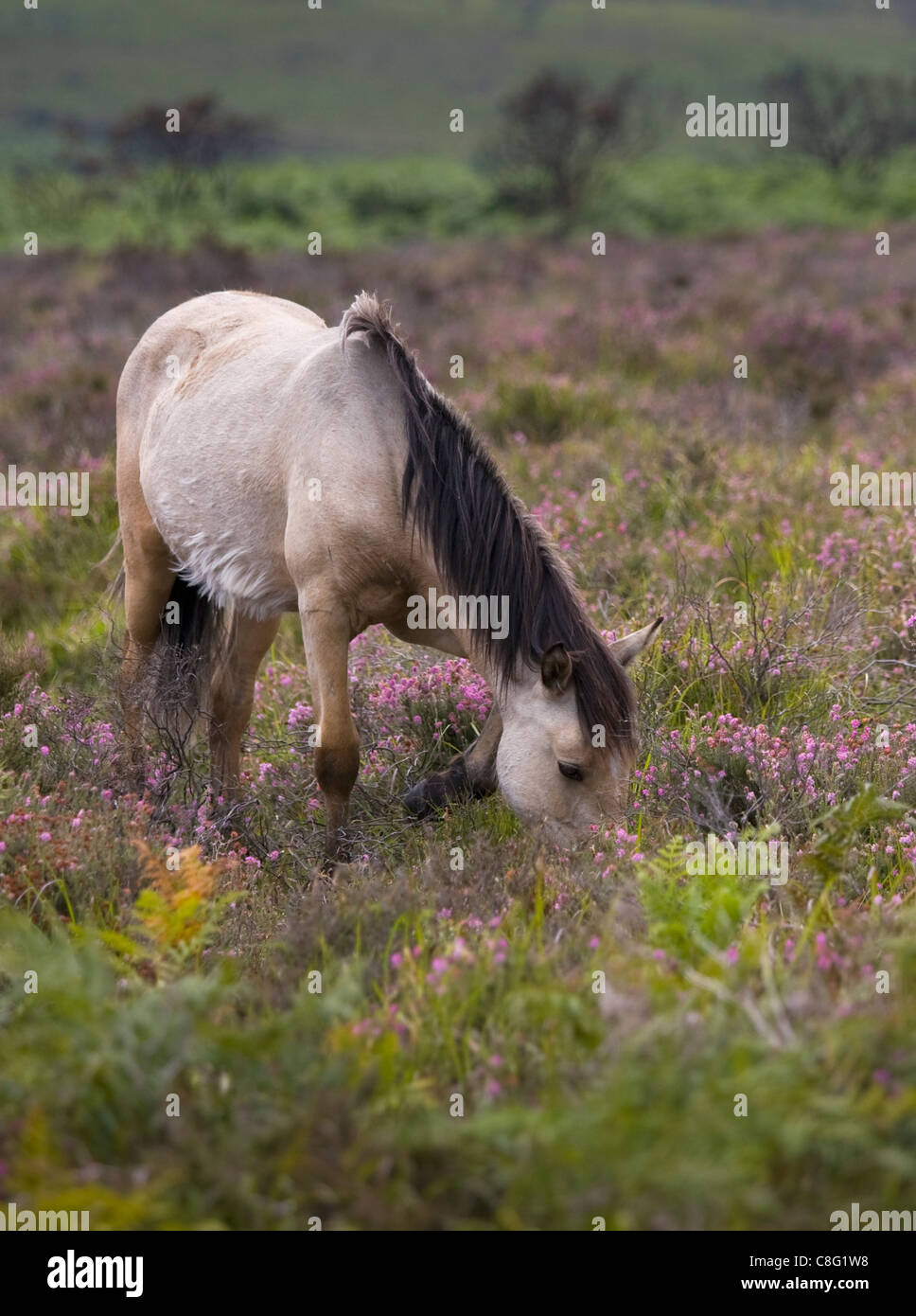 New Forest pony grazing amongst the flowering heather on a sunny day. The first signs of its winter coat are showing. Stock Photo