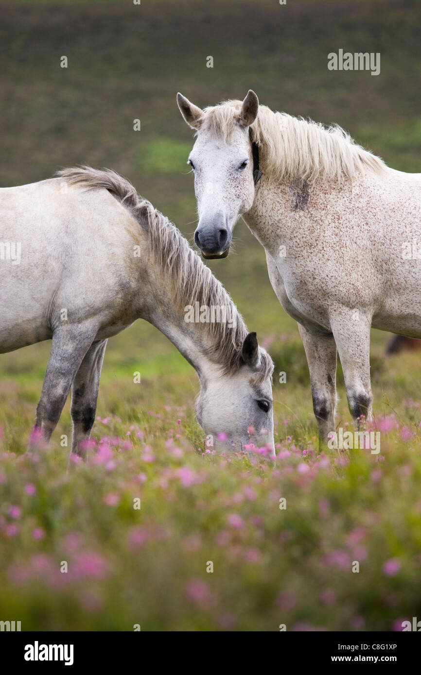 Two white New Forest ponies are standing grazing on the flowering heather. One looks at the viewer. Stock Photo