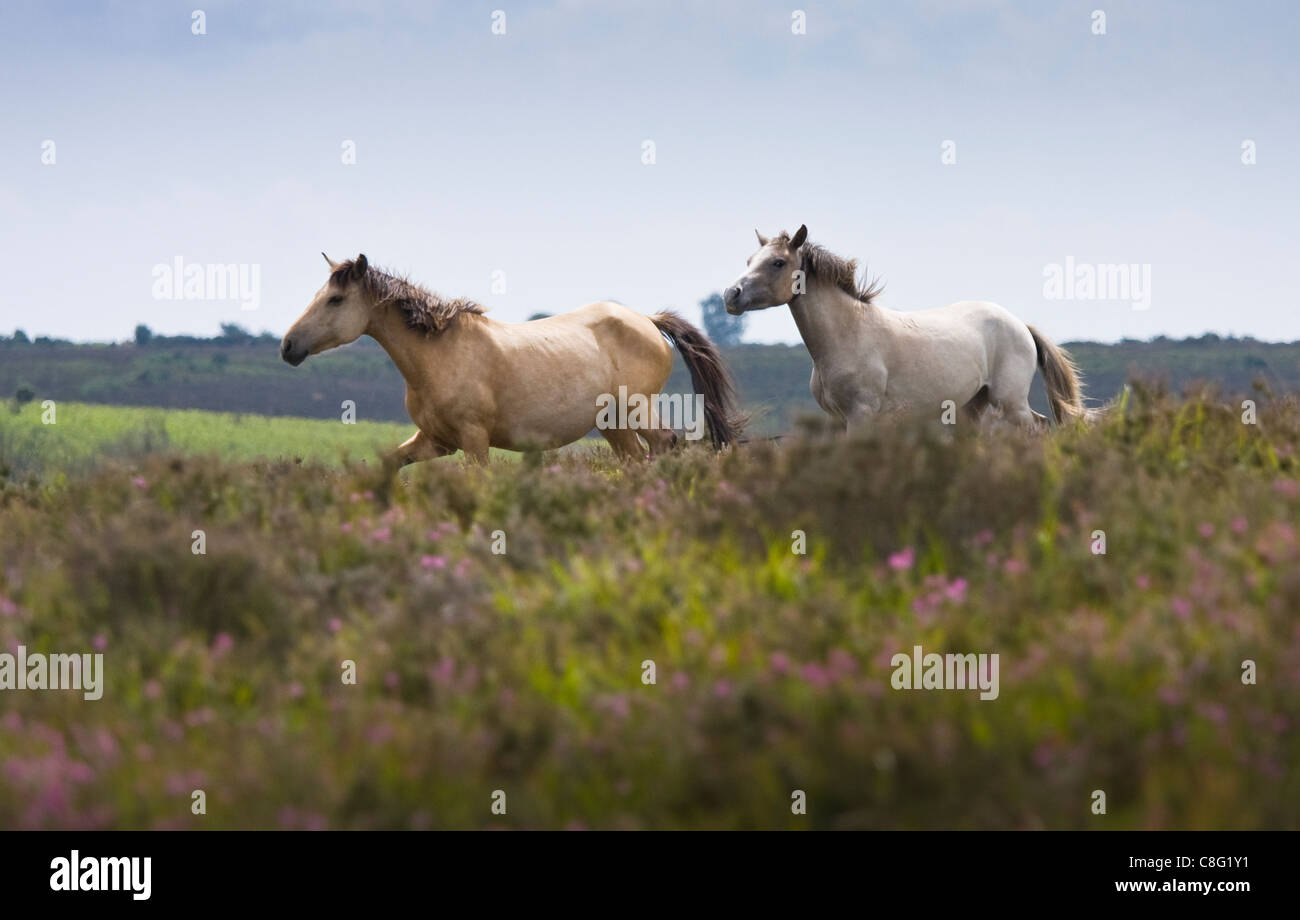 Two New Forest ponies running through heather. This is in the New Forest National Park, Hampshire, UK. Stock Photo