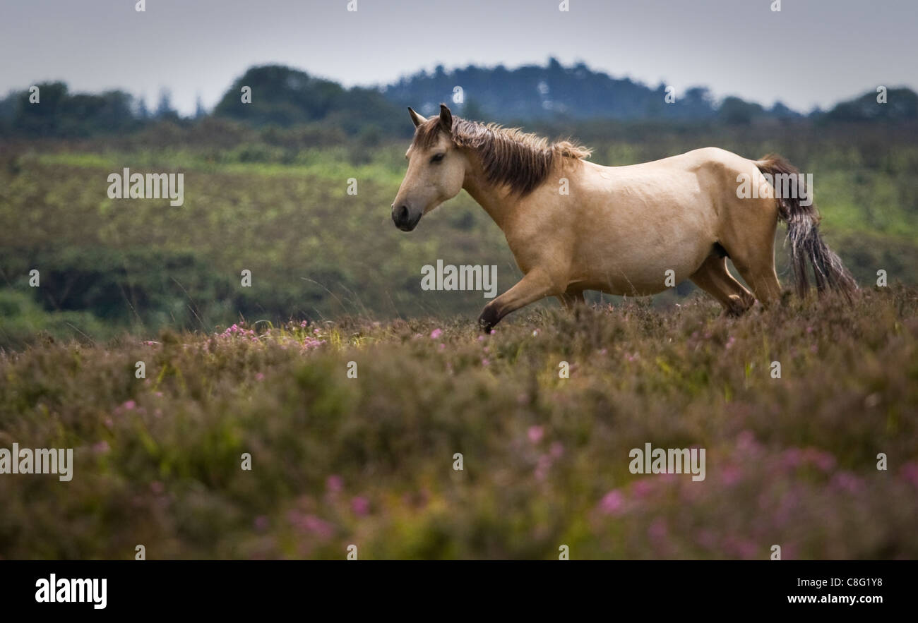 New Forest pony walking through flowering heather. This is in the New Forest National Park on a sunny day. Stock Photo