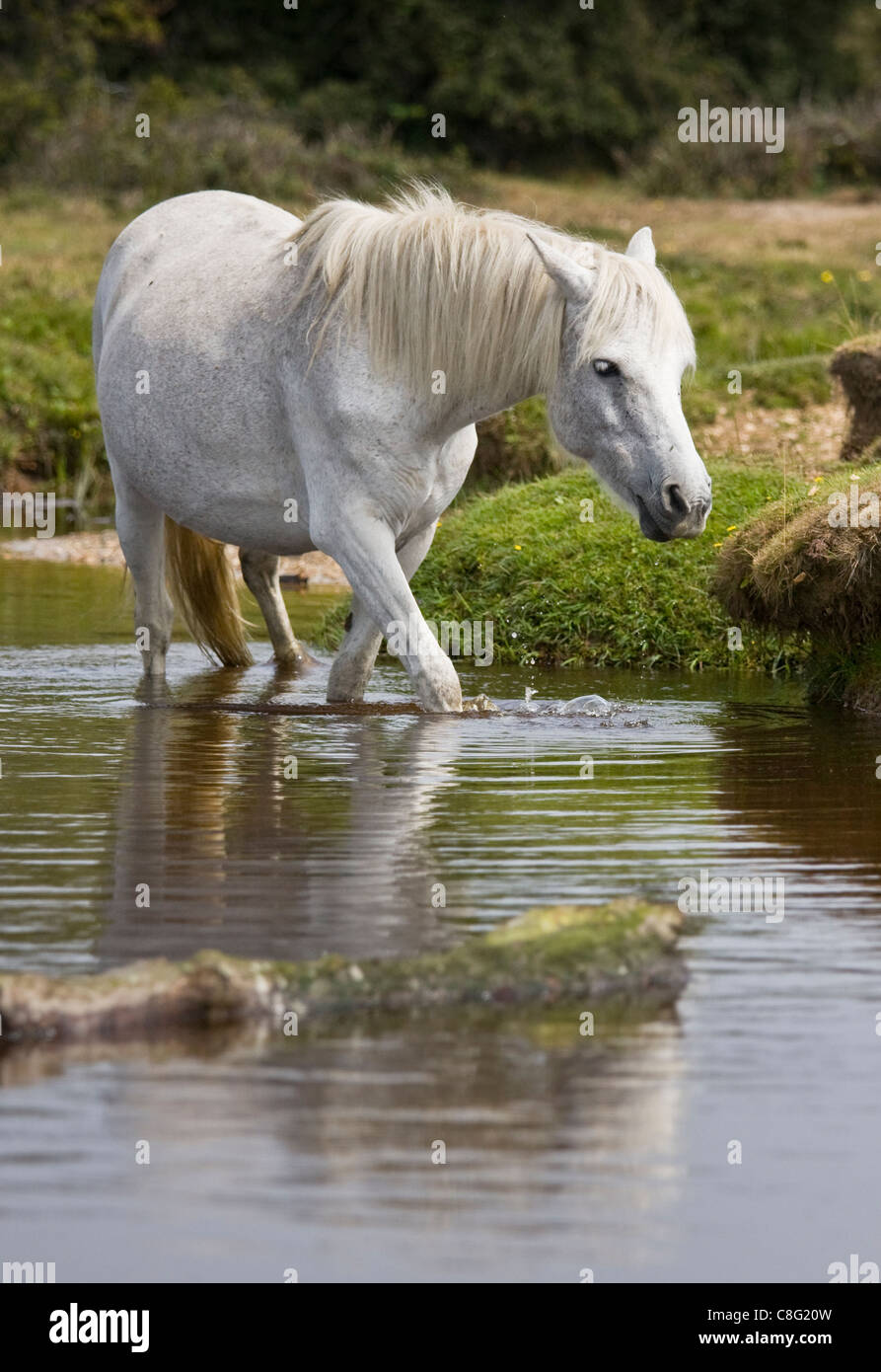 A beautiful white pony wading through a stream in the New Forest National Park on a sunny summers day. Stock Photo
