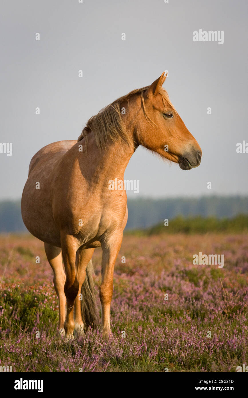 A pony standing in flowering heather in sunshine. New Forest National Park, Hampshire, UK. Stock Photo