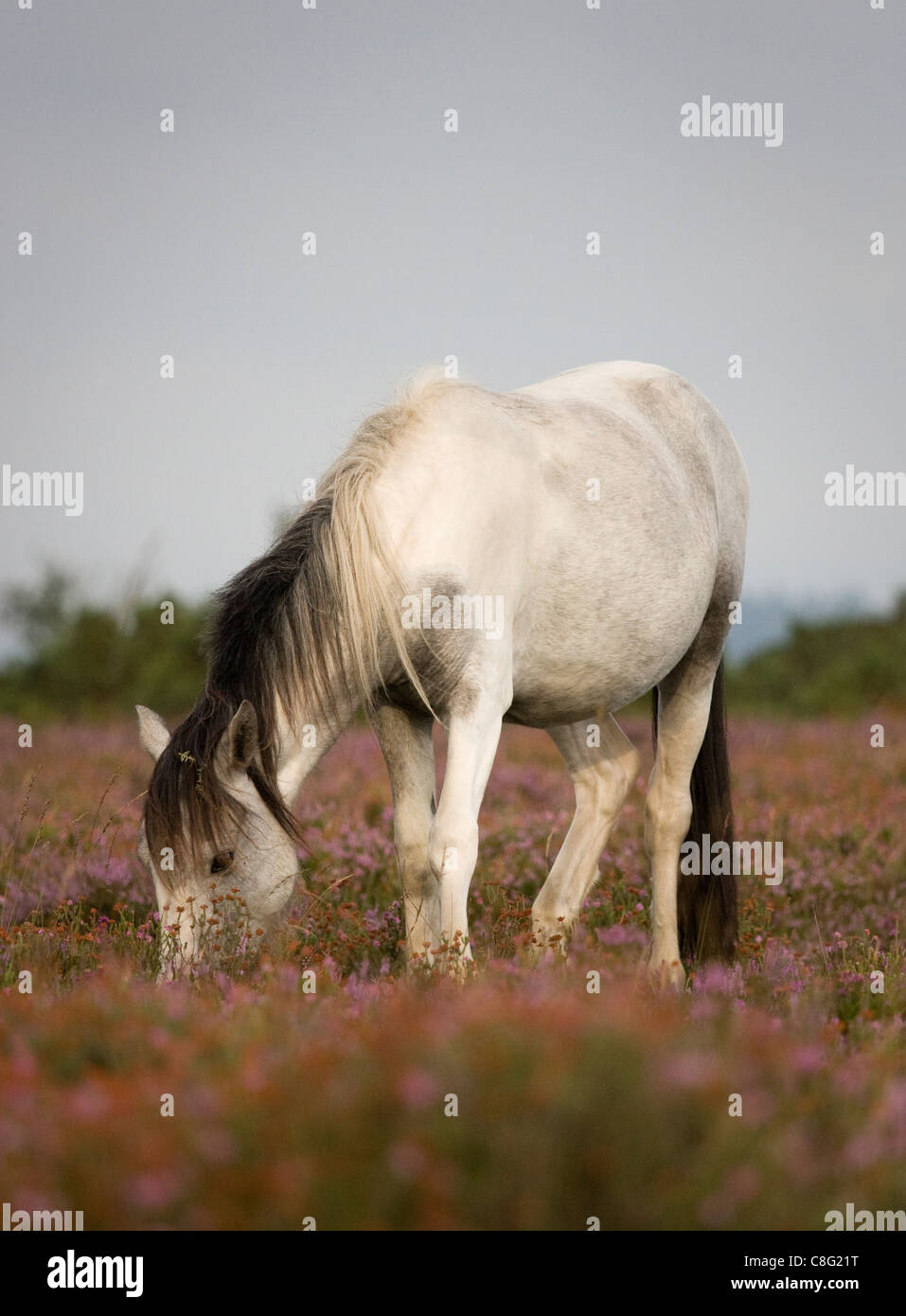 A beautiful white pony standing in flowering heather grazing. New Forest National Park, Hampshire, UK. Stock Photo