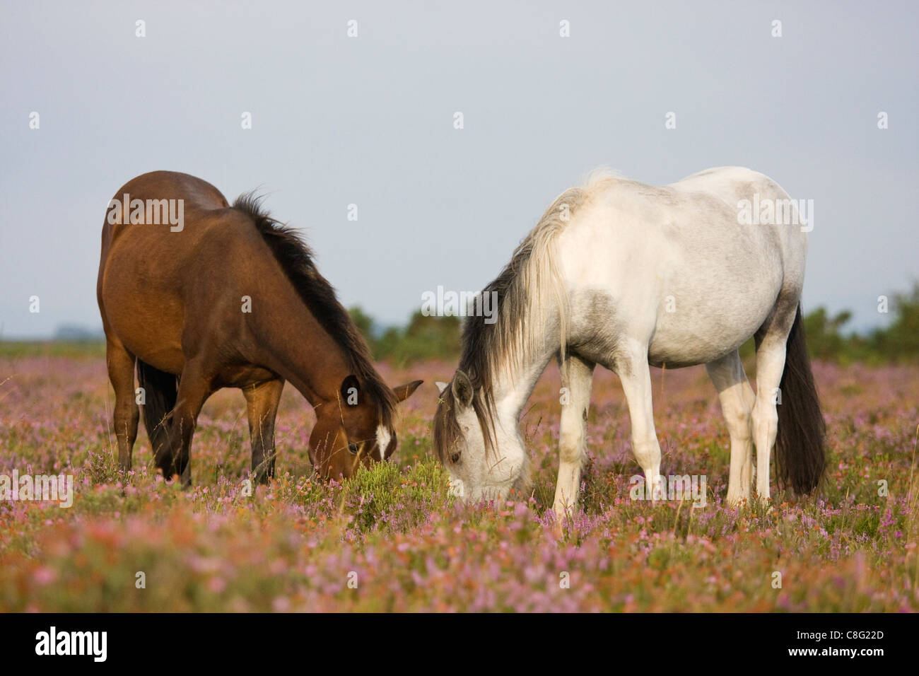 Two ponies, one white, the other brown, feeding amongst flowering heather in the sun. New Forest National Park, Hampshire, UK. Stock Photo