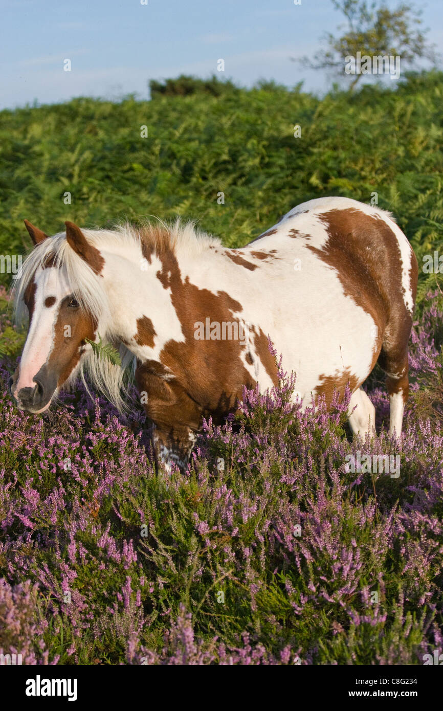 A beautiful piebald pony standing chest deep in flowering heather on a sunny day in summer. Stock Photo