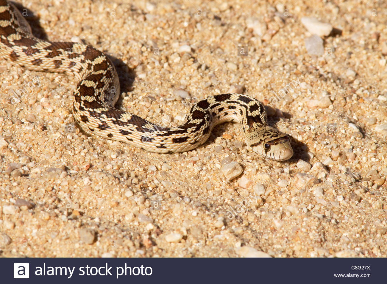 Gophersnake Pituophis catenifer Gopher Snake juvenile "New Mexico Stock