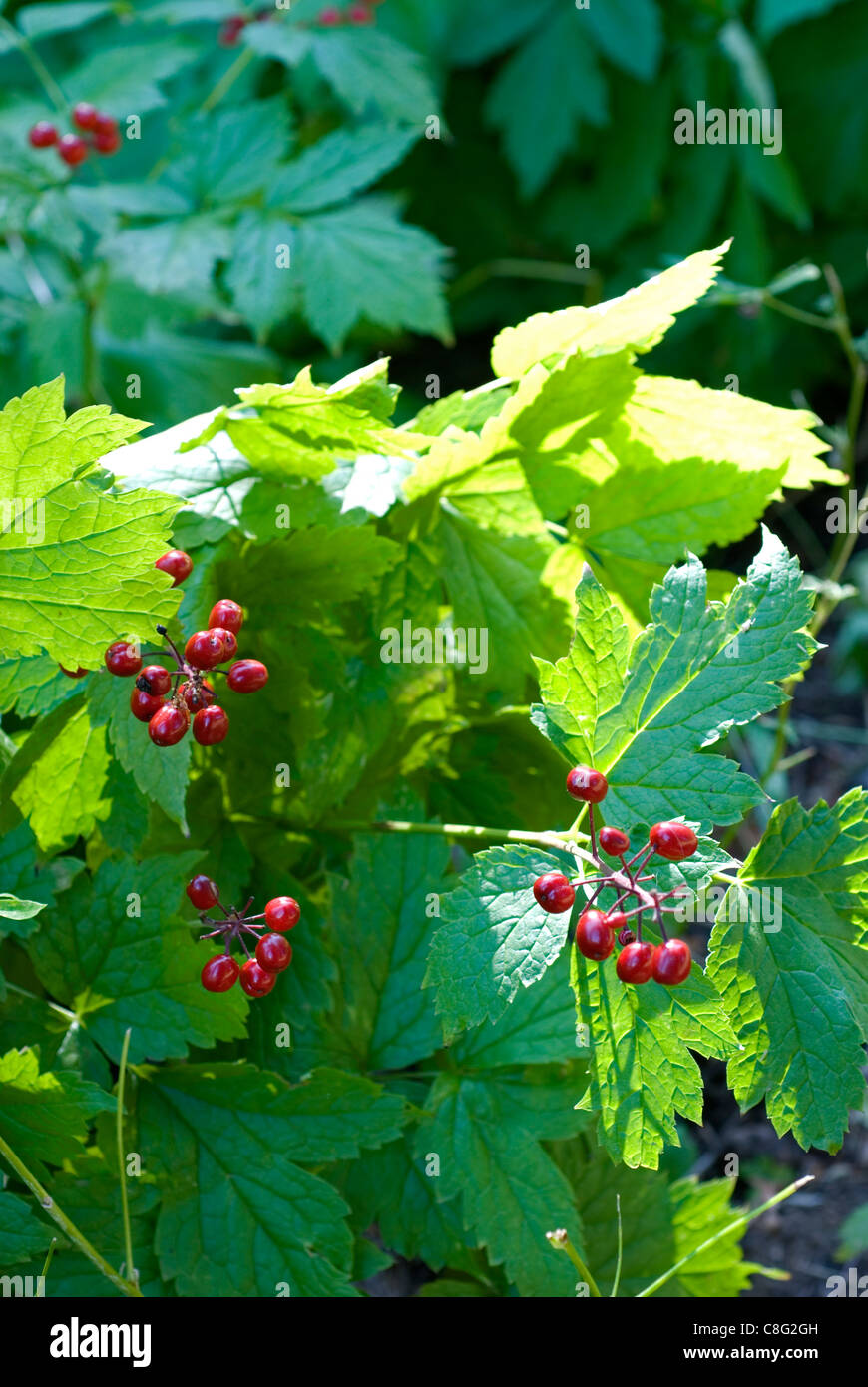 Vertical image of wild, poisonous baneberries with some of the plant's leaves backlit. Shallow depth of field. Stock Photo