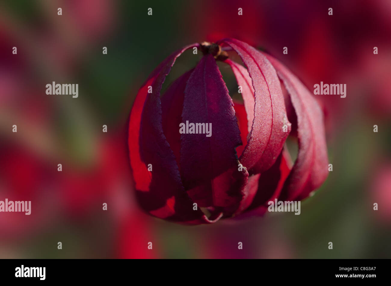 Red leaves in Autumn. Stock Photo