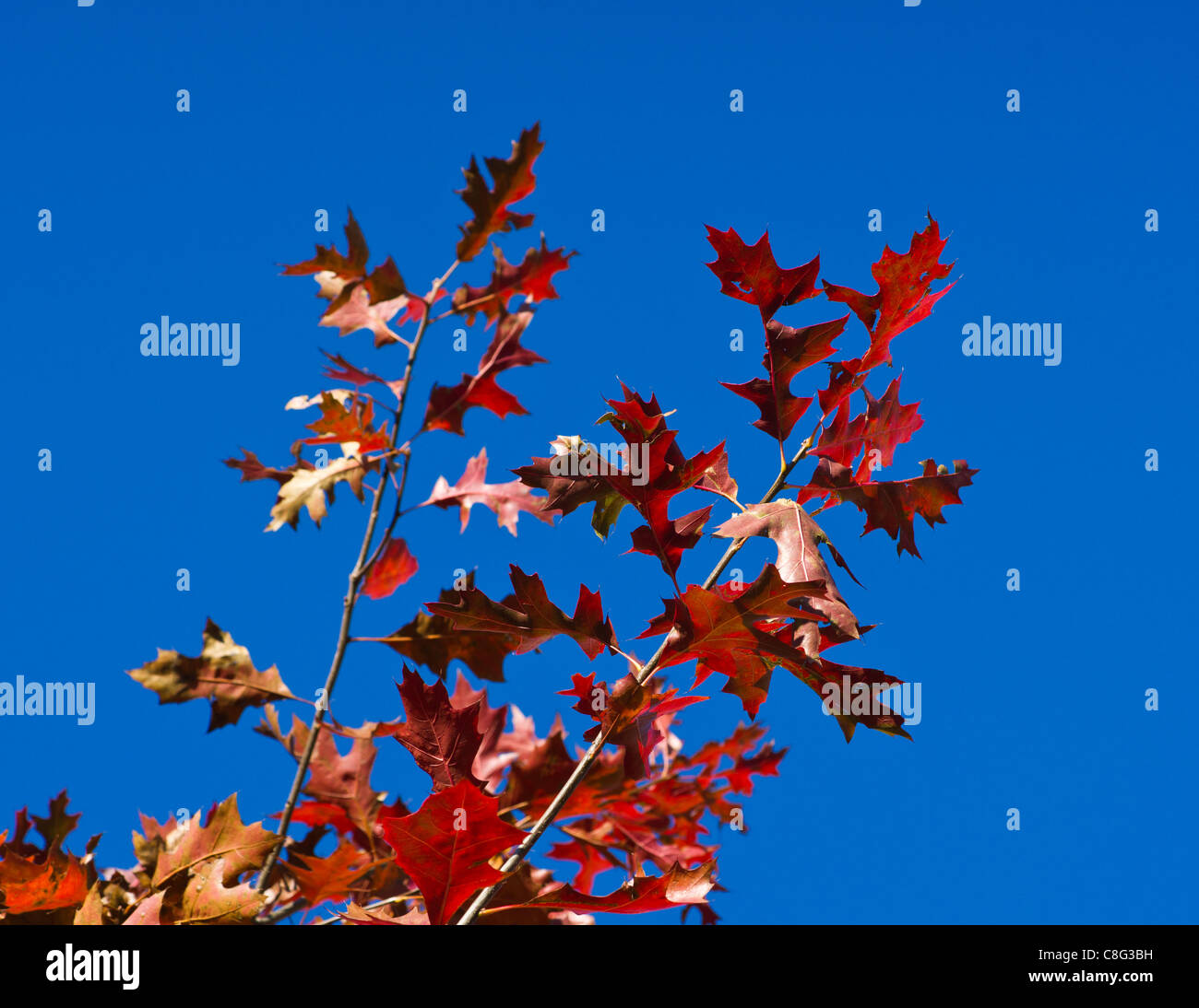 Branches with the red maple leaves against the deep blue sky on the ...
