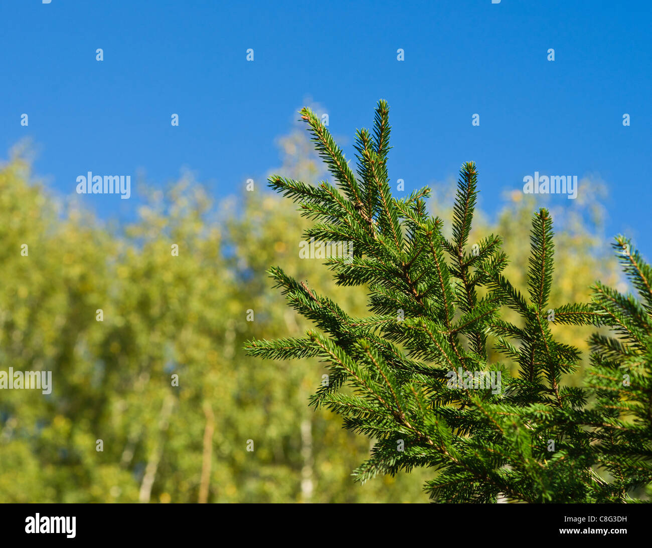 A branch of a fir tree against the yellowish leaf wood on the sunny October day. The change of the season guards. Stock Photo