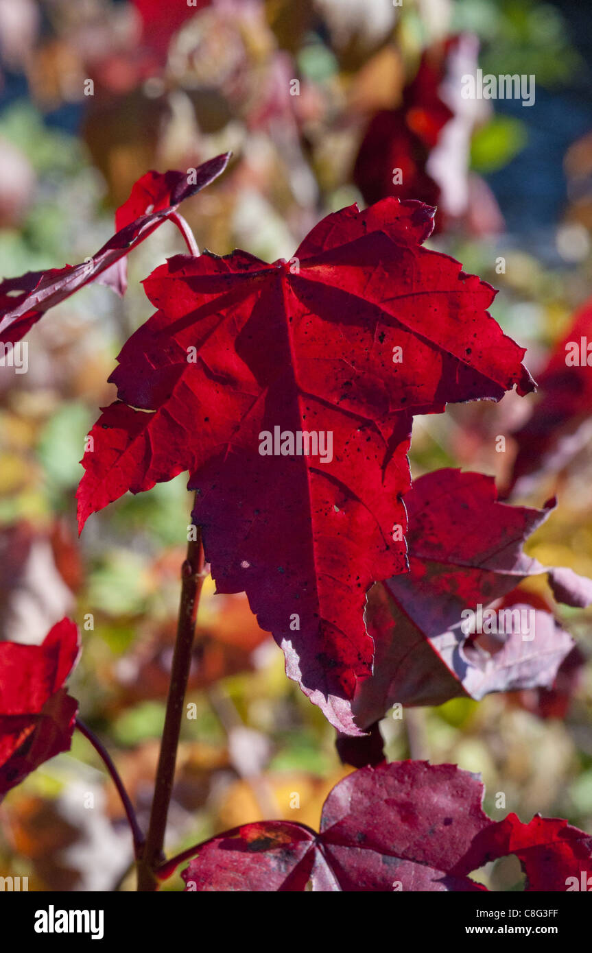 A red Maple leaf in autumn Stock Photo - Alamy