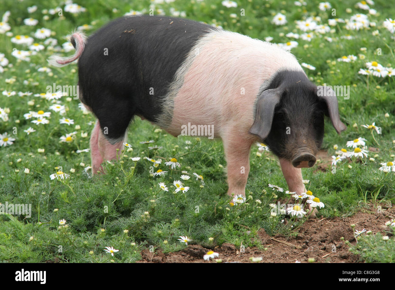 Essex piglets Stock Photo Alamy