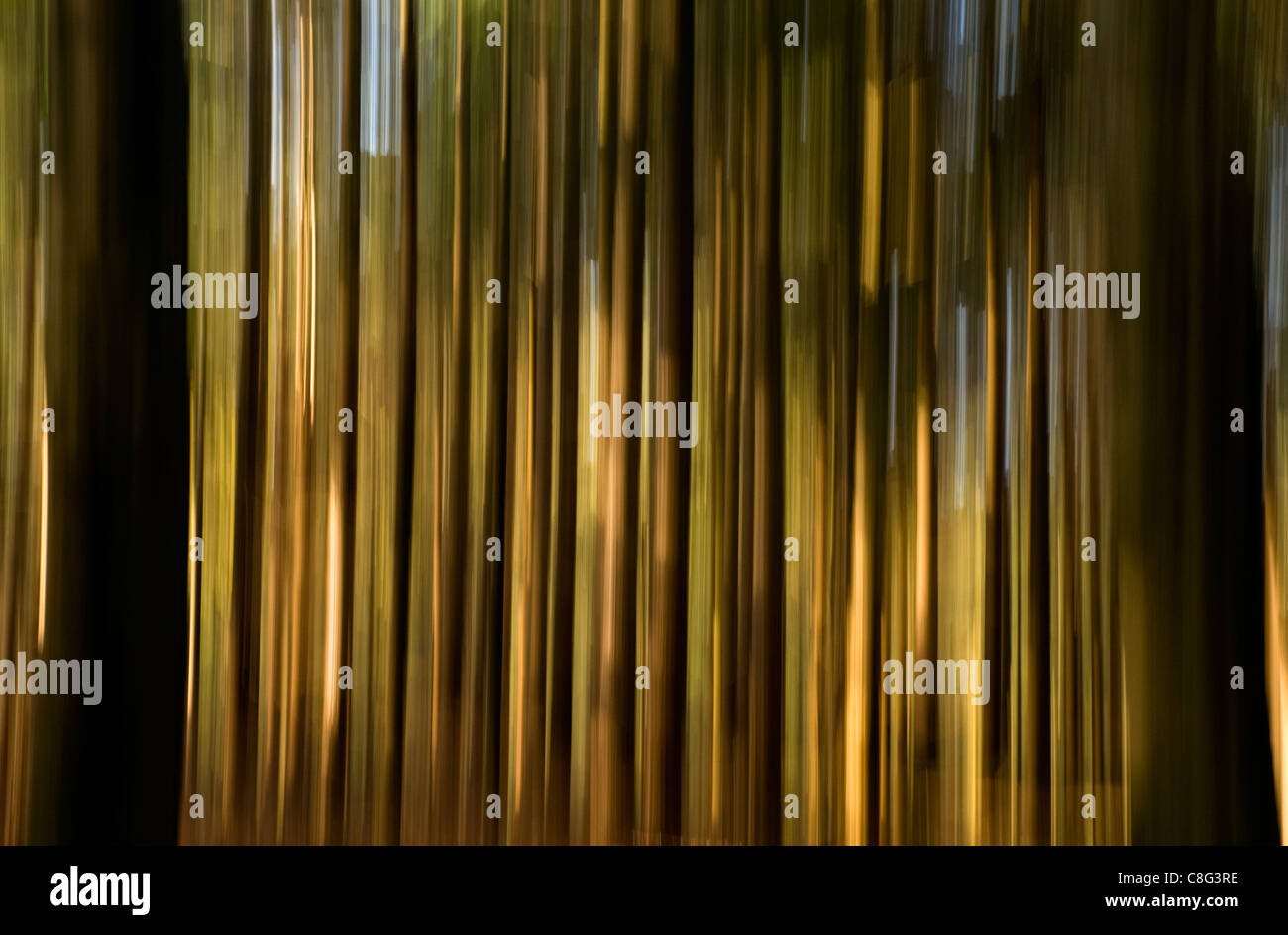 Rows of trees blurred in camera using a downward panning technique ...